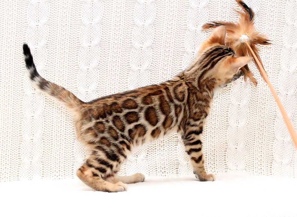 Бенгальская девочка Chanel в любимцы или в производители