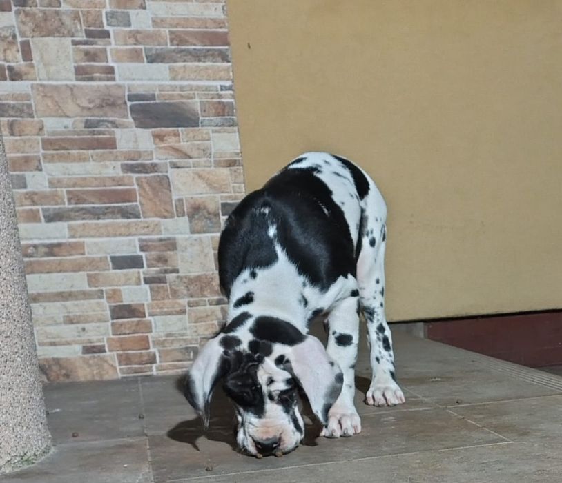 Dog Niemiecki merle suczka