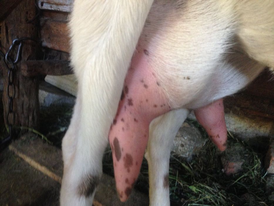 Продаються зааненские и заано-нубийские козы и козочки разного возраст