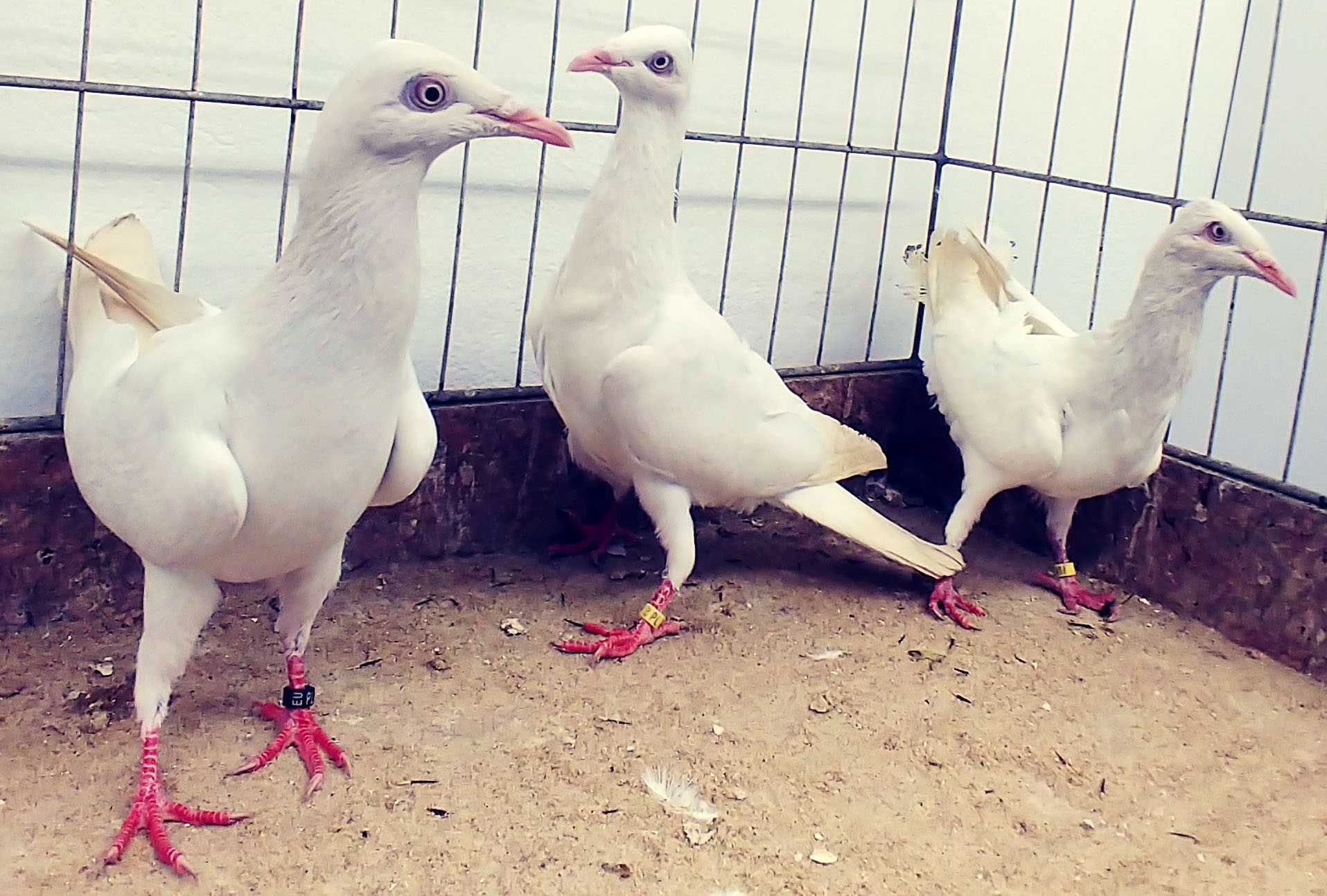 Gołębie Perłowe na białych ogonach