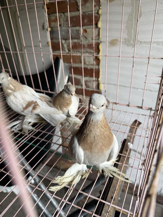 Sprzedam blajwindry koroniate 2 samice i samca