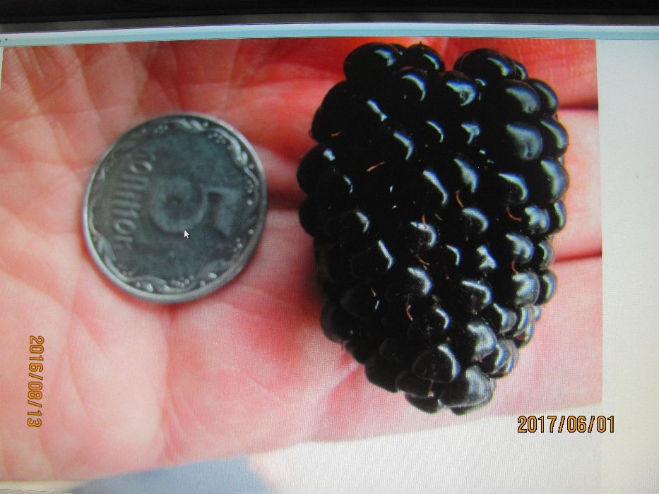 Ежевика КОРОЛЕВСКАЯ саженцы