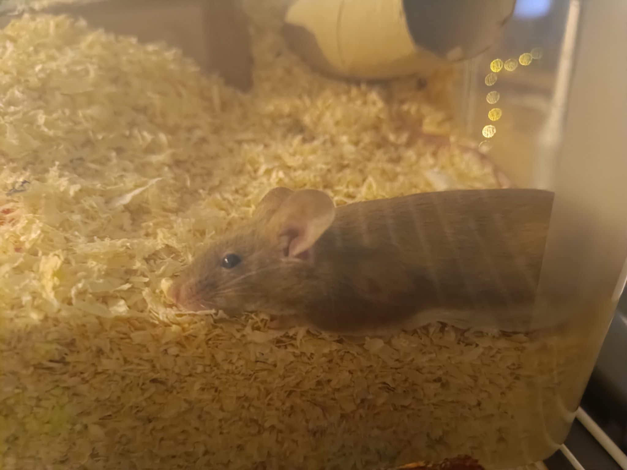 Oddam samiczkę myszki do dobrego domu