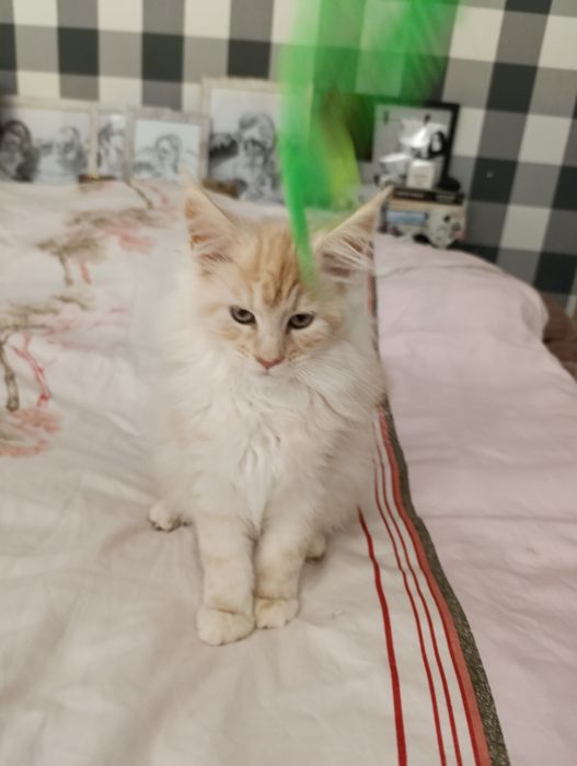 Ruda srebrna kotka do hodowli z prawami