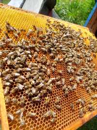 Rodziny Pszczele na ramce Dadant
