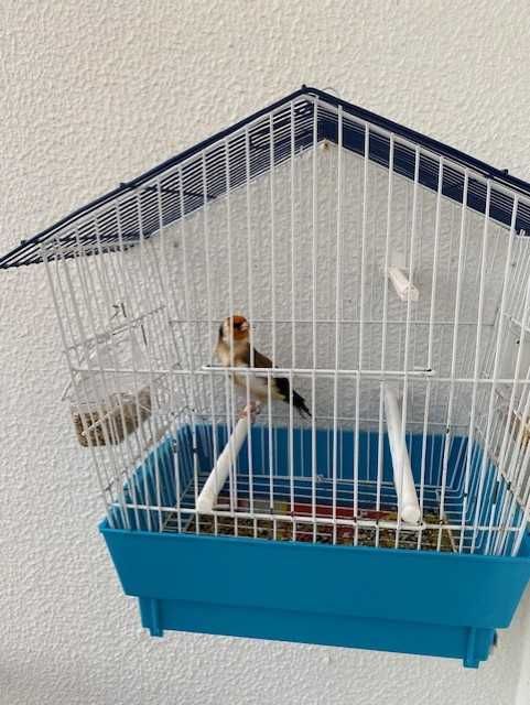 major macho a cantar