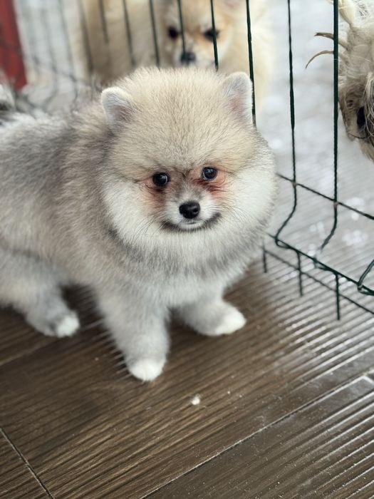 Lulu da Pomerania