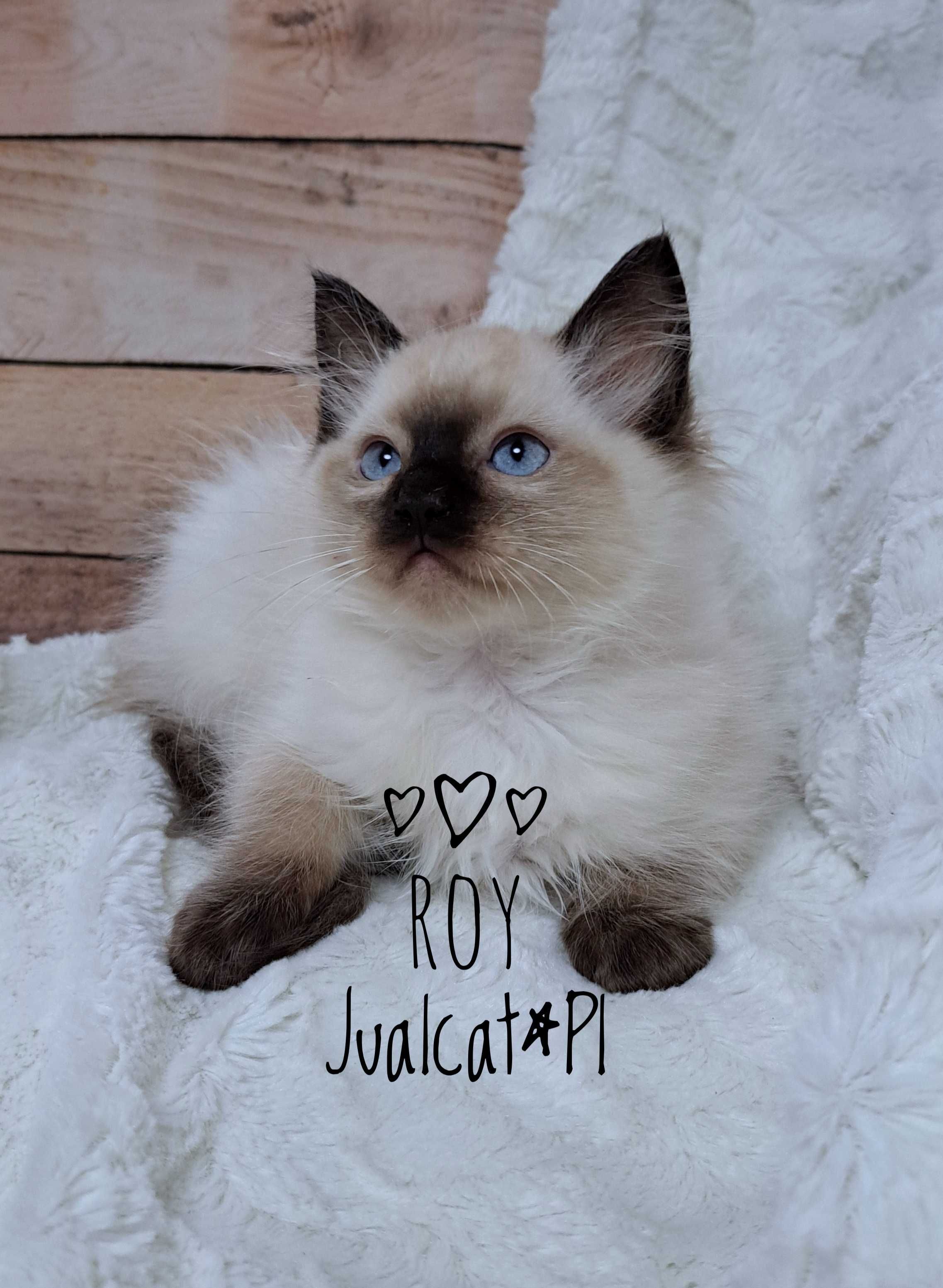 RAGDOLL Kocurek seal colorpoint Rag n Rodówod FPL