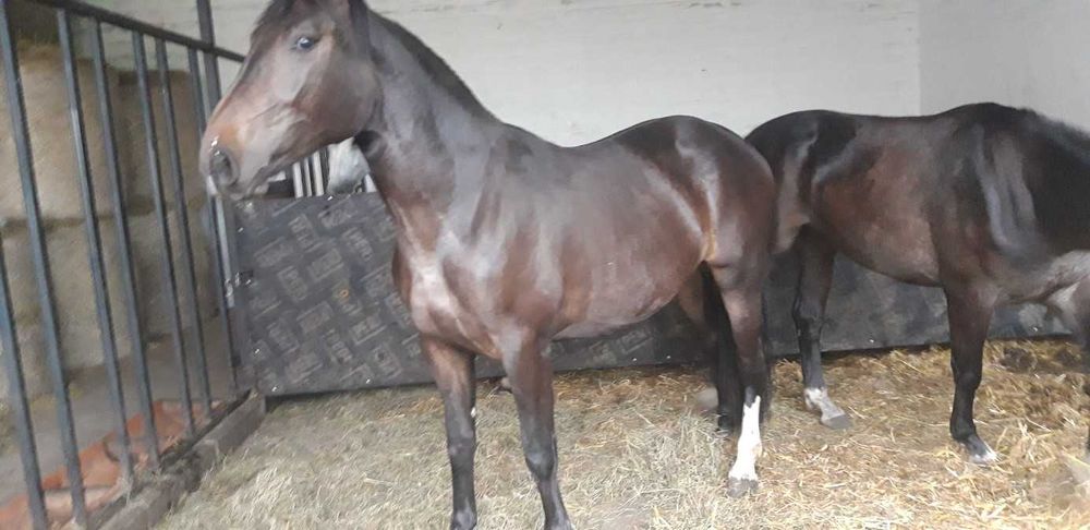 Klacz Śląska pelny rodowod