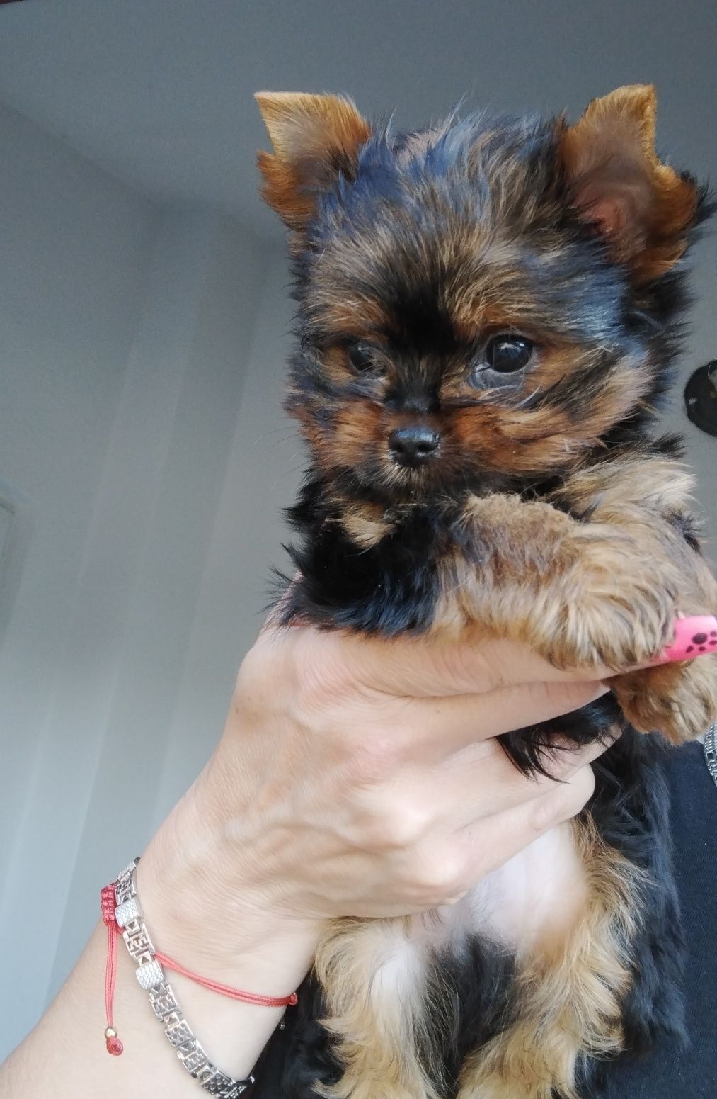 Yorkshire Terrier czarno -złoty