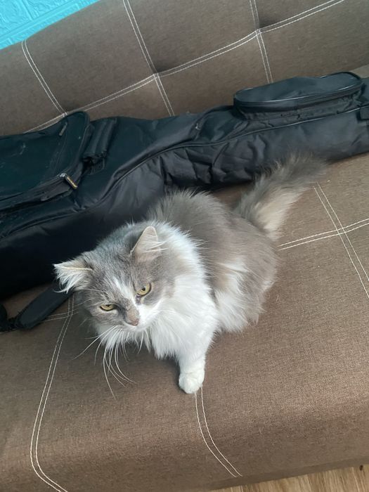 Кішечка в добрі руки (Сміла, Черкаська обл.)