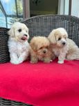 Maltipoo śliczny piesek certyfikat, wyprawka - już do odbioru