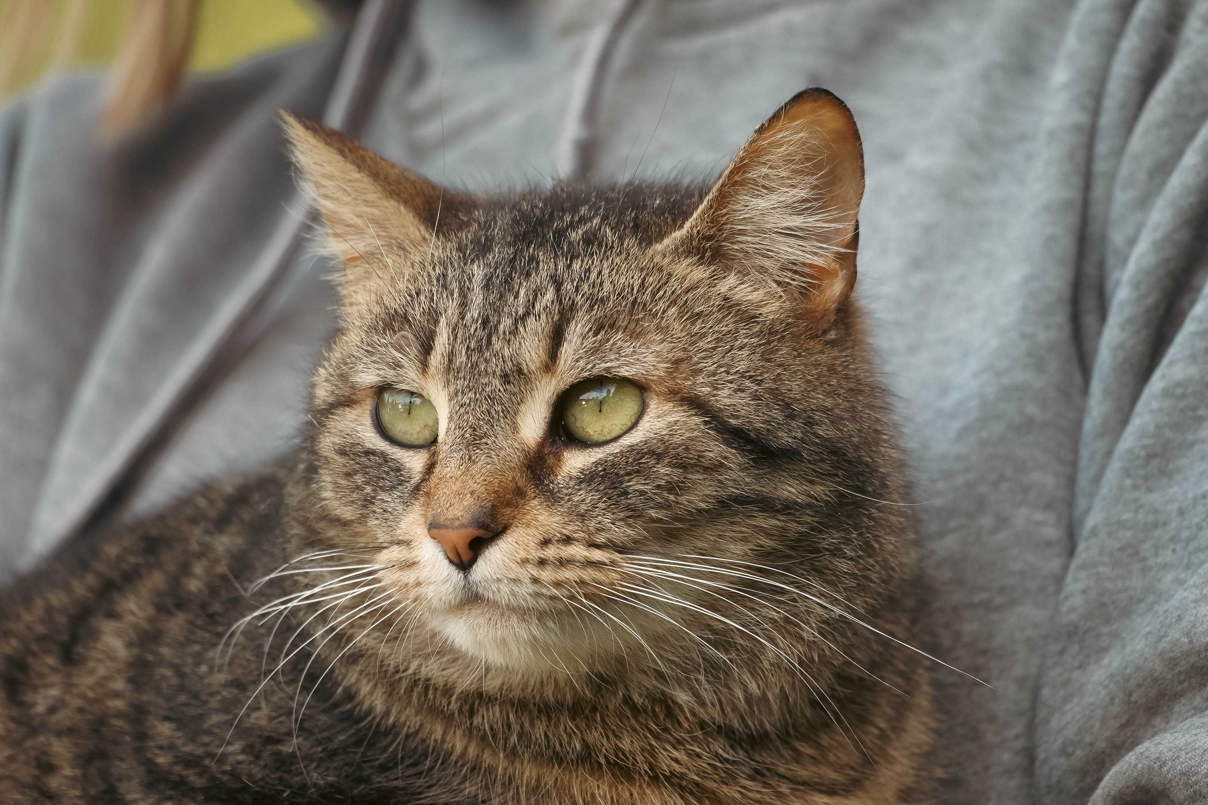 Lusia - piękna bura kotka do adopcji