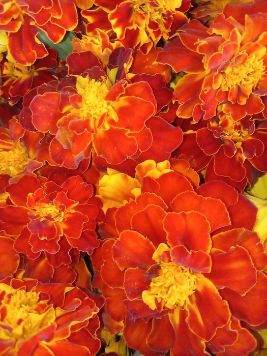 Zestawy odporność oxymel sok syrop podbiał miodunka przytulia rokitni