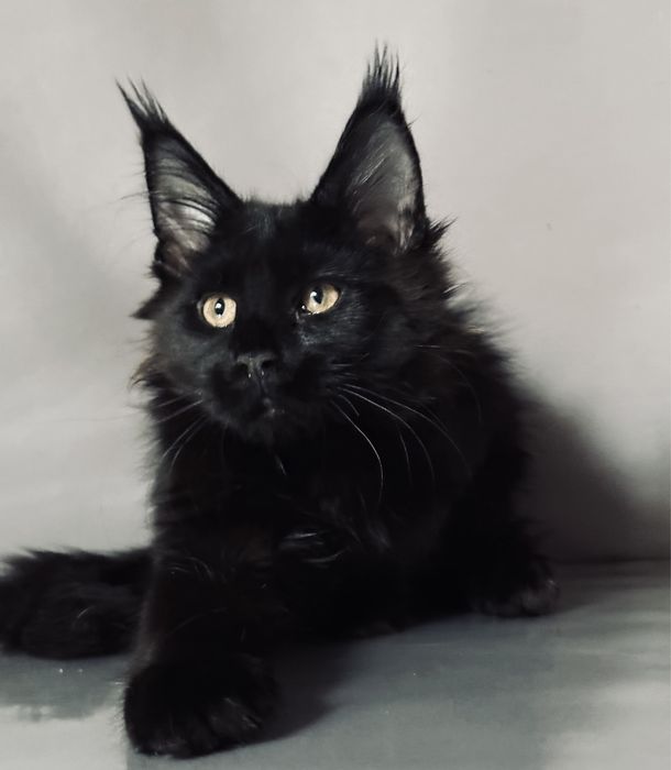 Ласковая черная пантера