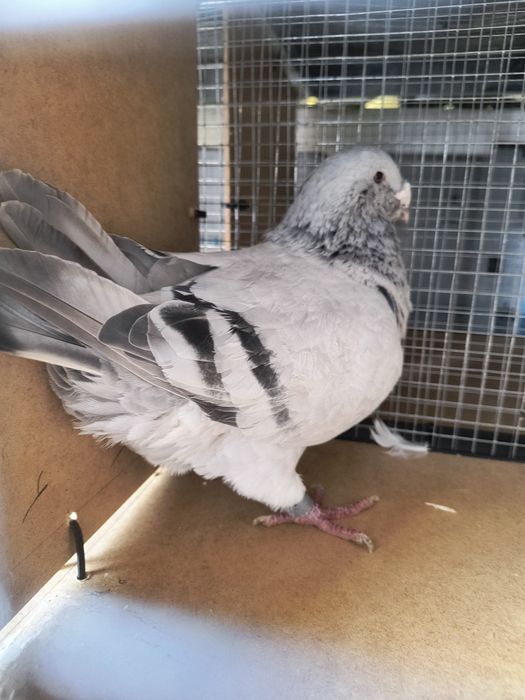 Standard, standart, polski pocztowy wystawowy samiec sprzedam