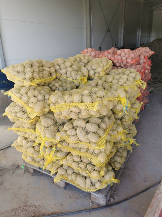 Ziemniaki Vineta i Soraya