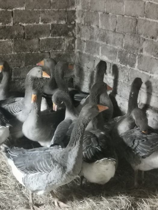 Sprzedam gęsi landes