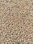 Groch siewny poplon 2025, 1zl / kg