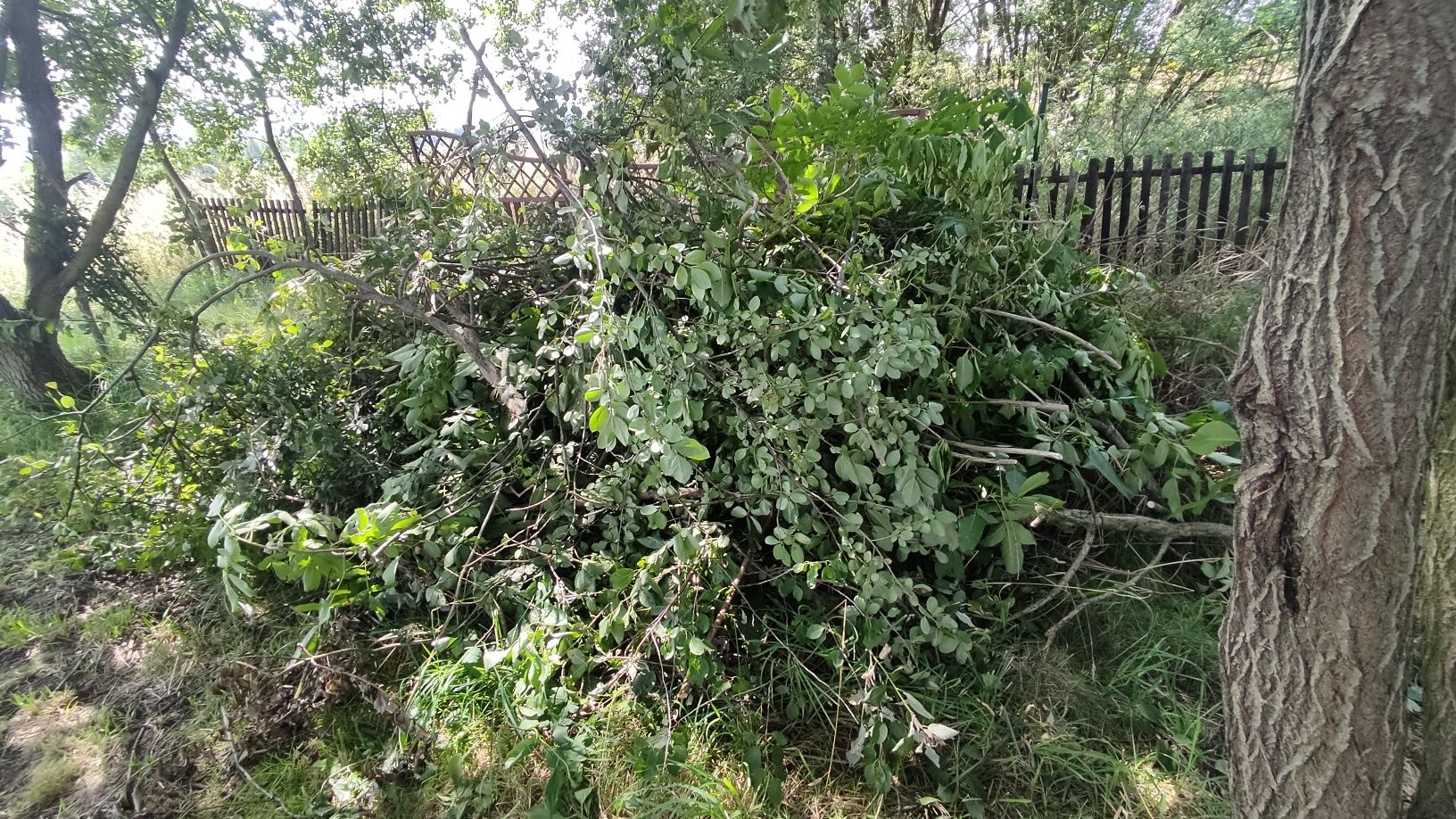 Oddam gałęzie, opał, drewno 2-3 m3