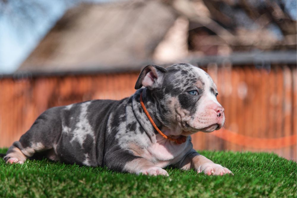 Нереально крутезна анатомія ! Буллята в типі Покет !