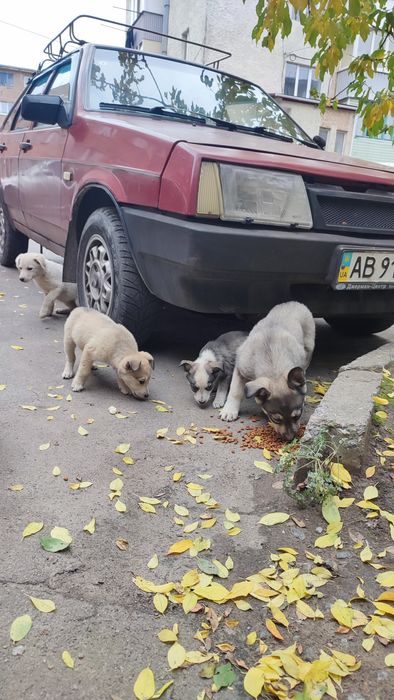 Прилаштовуються цуцики метиси безкоштовно