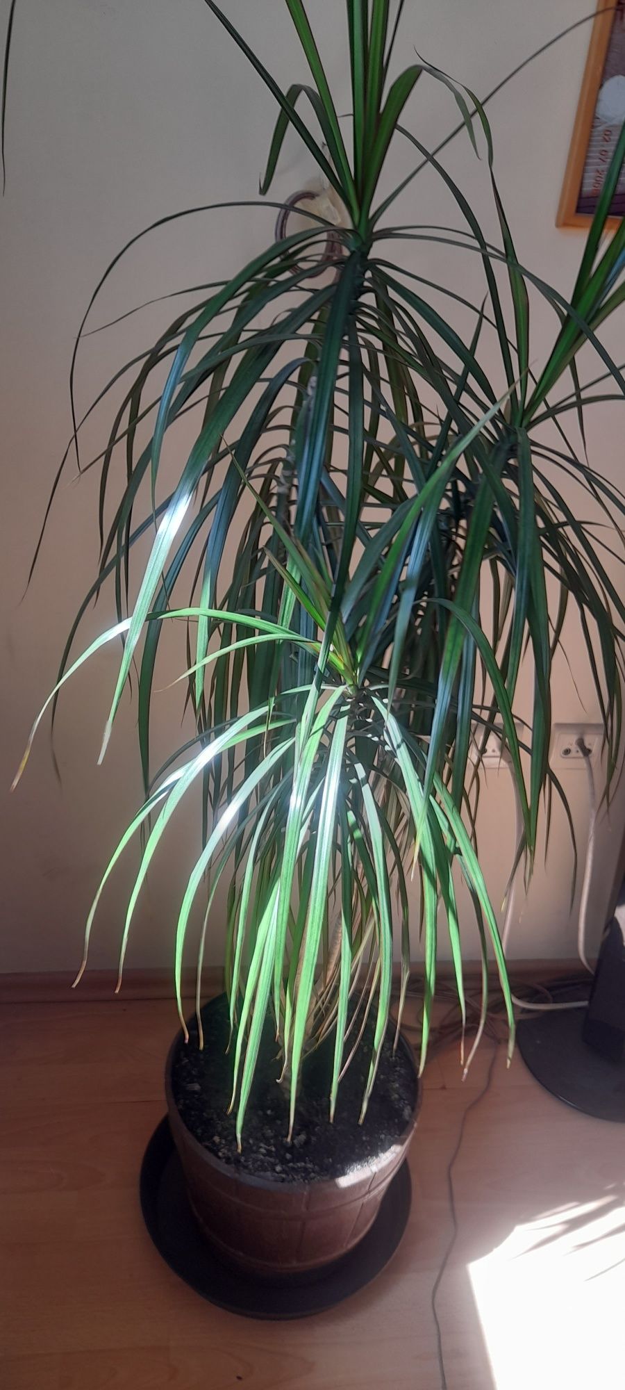 Dracena duża zadbana