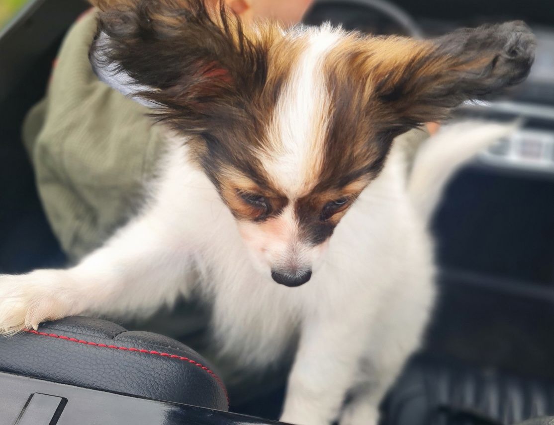 Spaniel kontynentalny miniaturowy Papillon-piesek