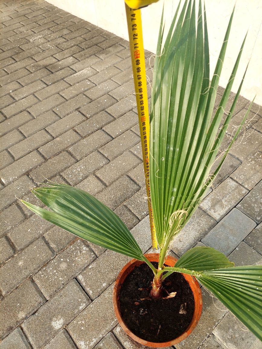 Palmeira Leque em vaso