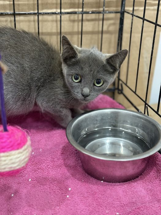 Gatinha 3 meses para adoção