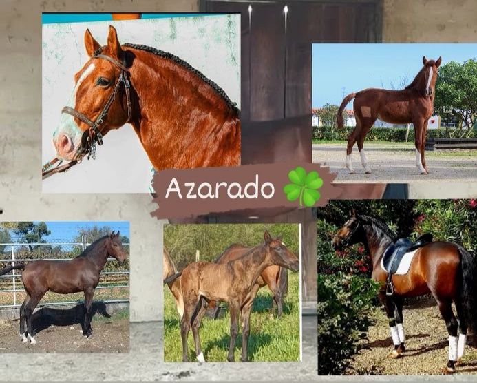 Garanhão PSL .        .