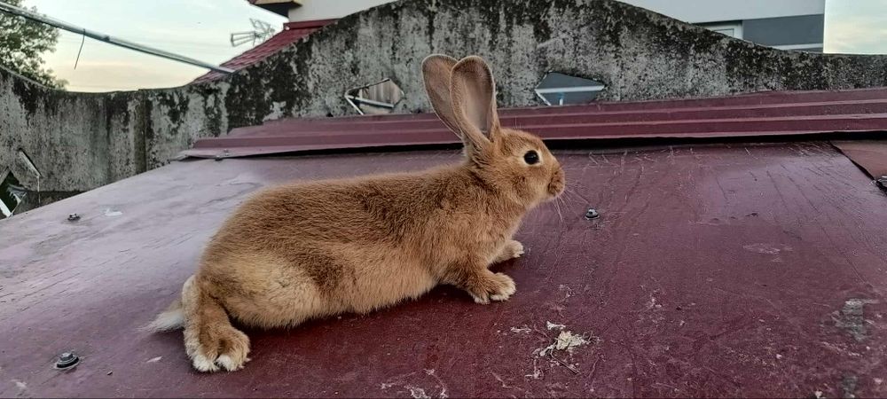 Sprzedam młode króliki