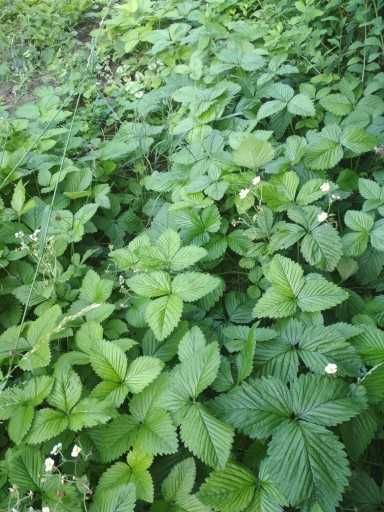 Poziomka Wysoka (Fragaria Moschata) 10 Sztuk