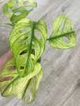 Monstera ( Монстера) adansonii  yellow variegata ,Frozen Freckles