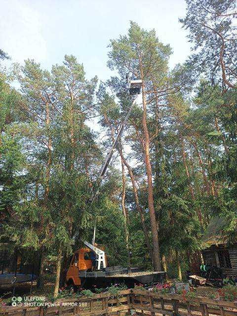 Wycinka drzew czyszczenie działek rebakowanie  przycinanie żywopłotu