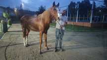 Cavalo castrado cruzado com Livro