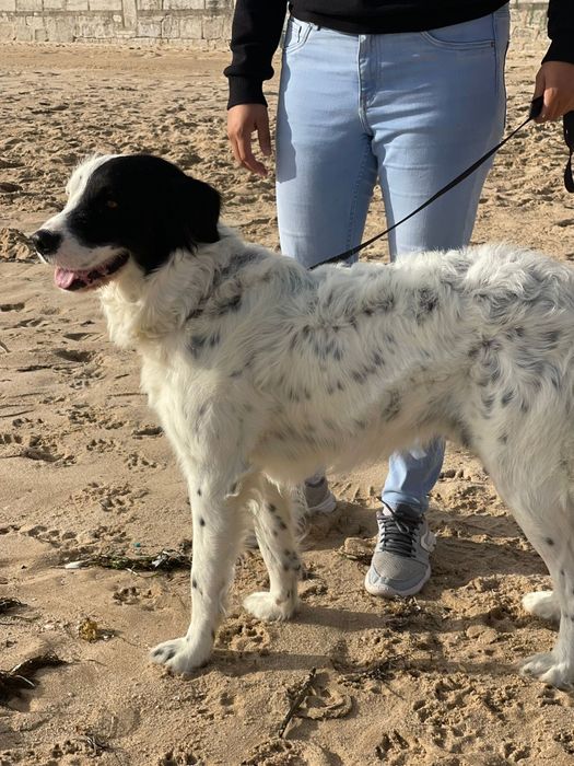 Cão macho para adoção