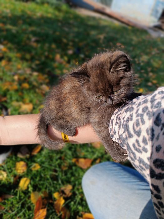 Візьміть котика.        .