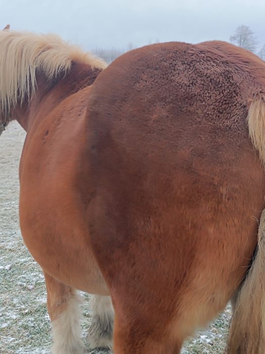 Klacz sokolska źrebna