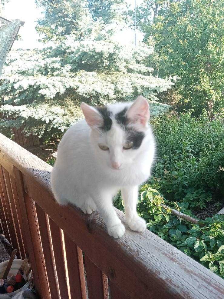 Młode ładne kotki, dwie wolnożyjące siostry 2-letnie, oddam do adopcji