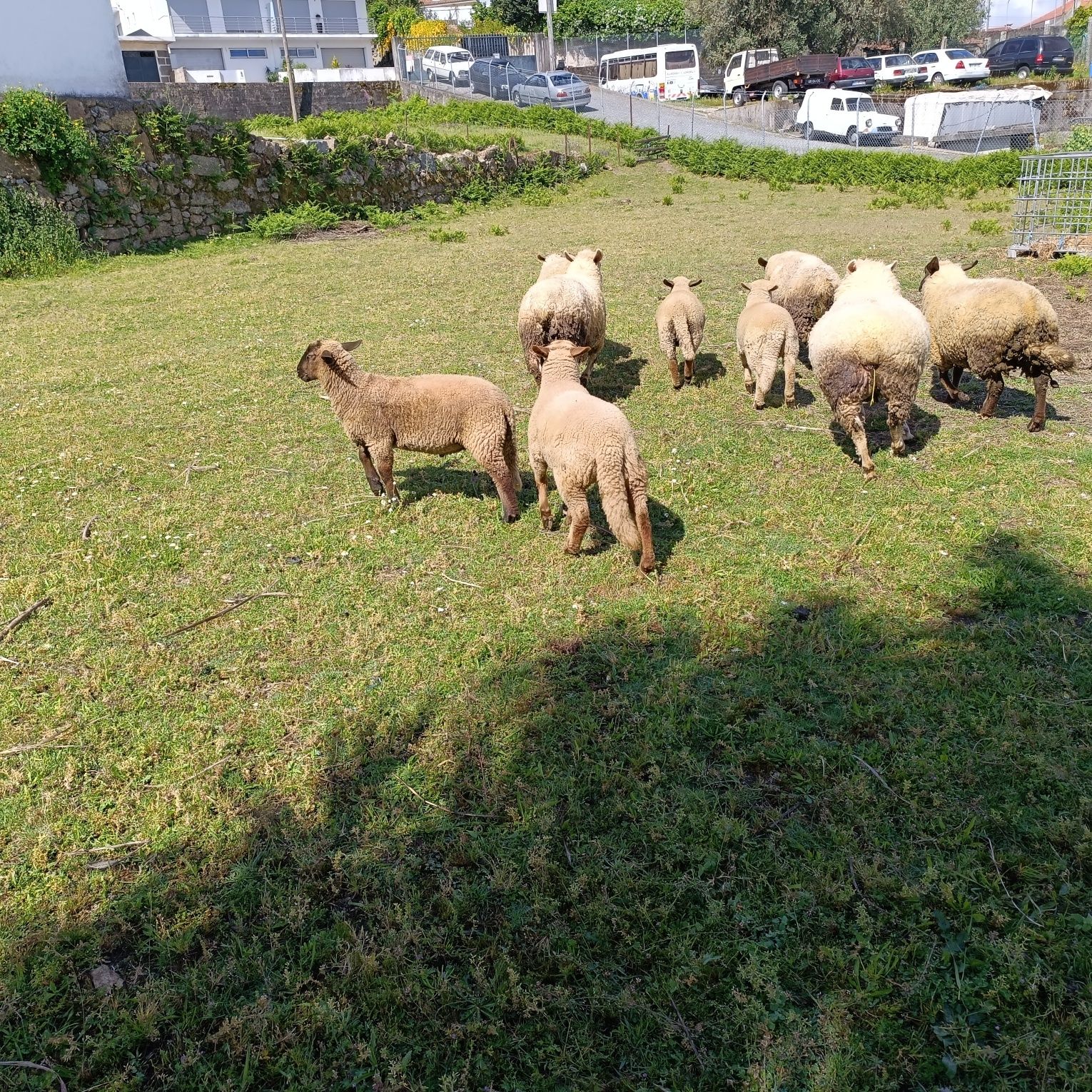 5 ovelhas para vender, 2 borregos e 2 borregos para dispensar