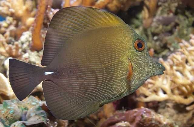 Akwarium morskie - Zebrasoma scopas