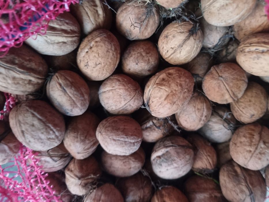 Orzechy włoskie ekologiczne 2025