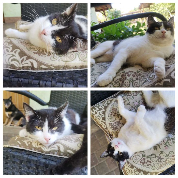 Віддам кицю стерилізовану