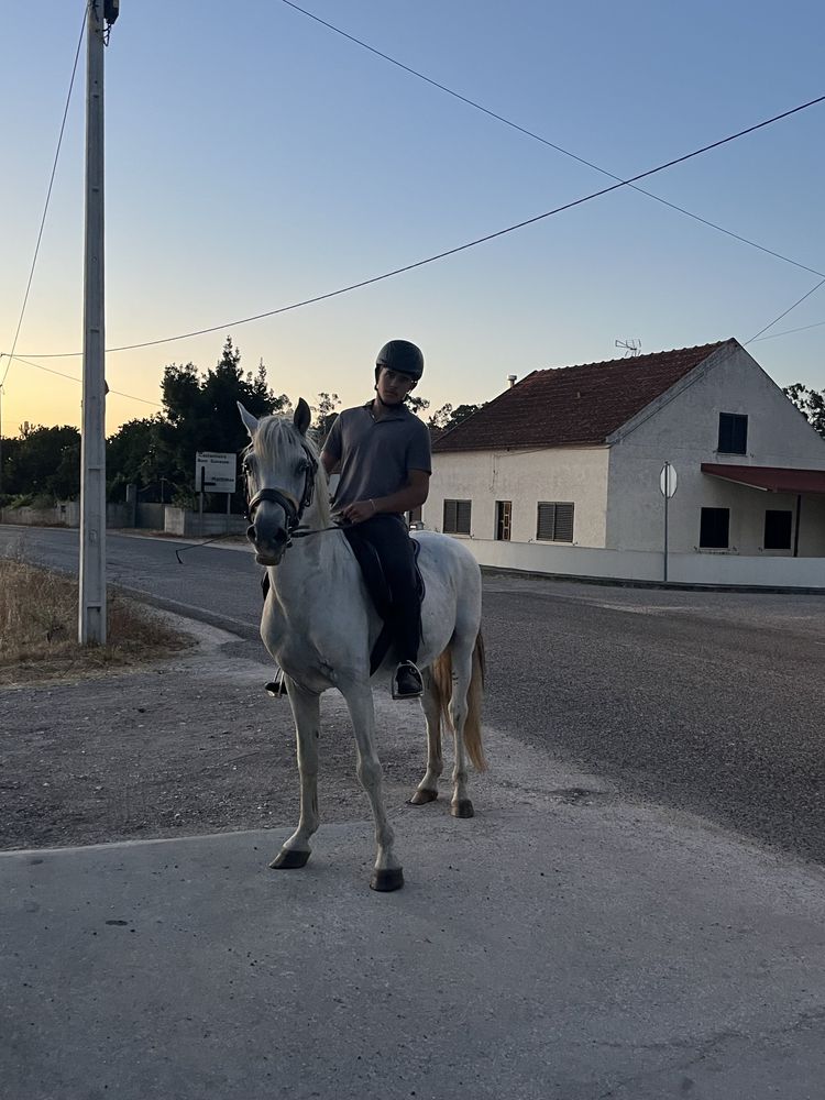 Cavalo com 14 anos livro verde