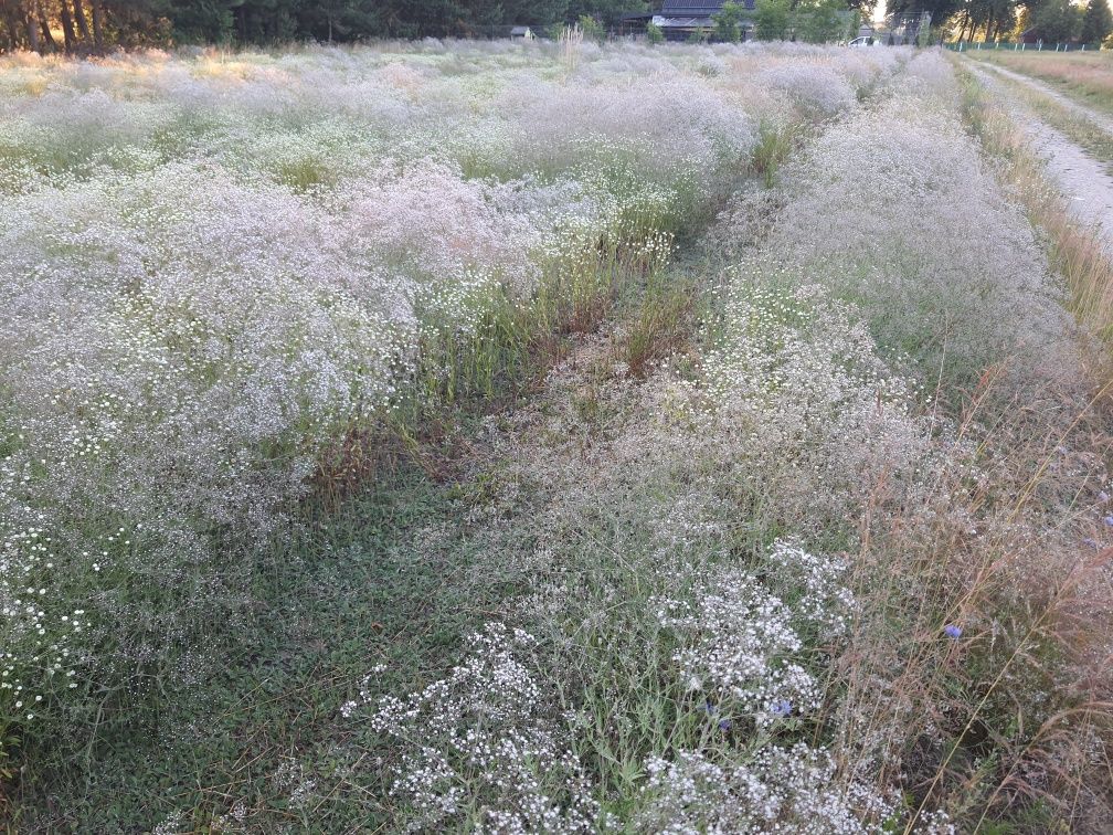 Gipsówka wiechowata