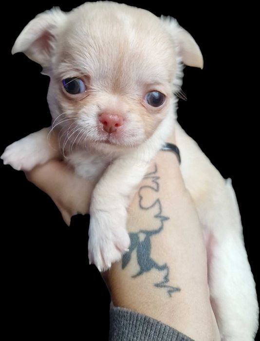 Kenia. Suczka Chihuahua. Beżowa.