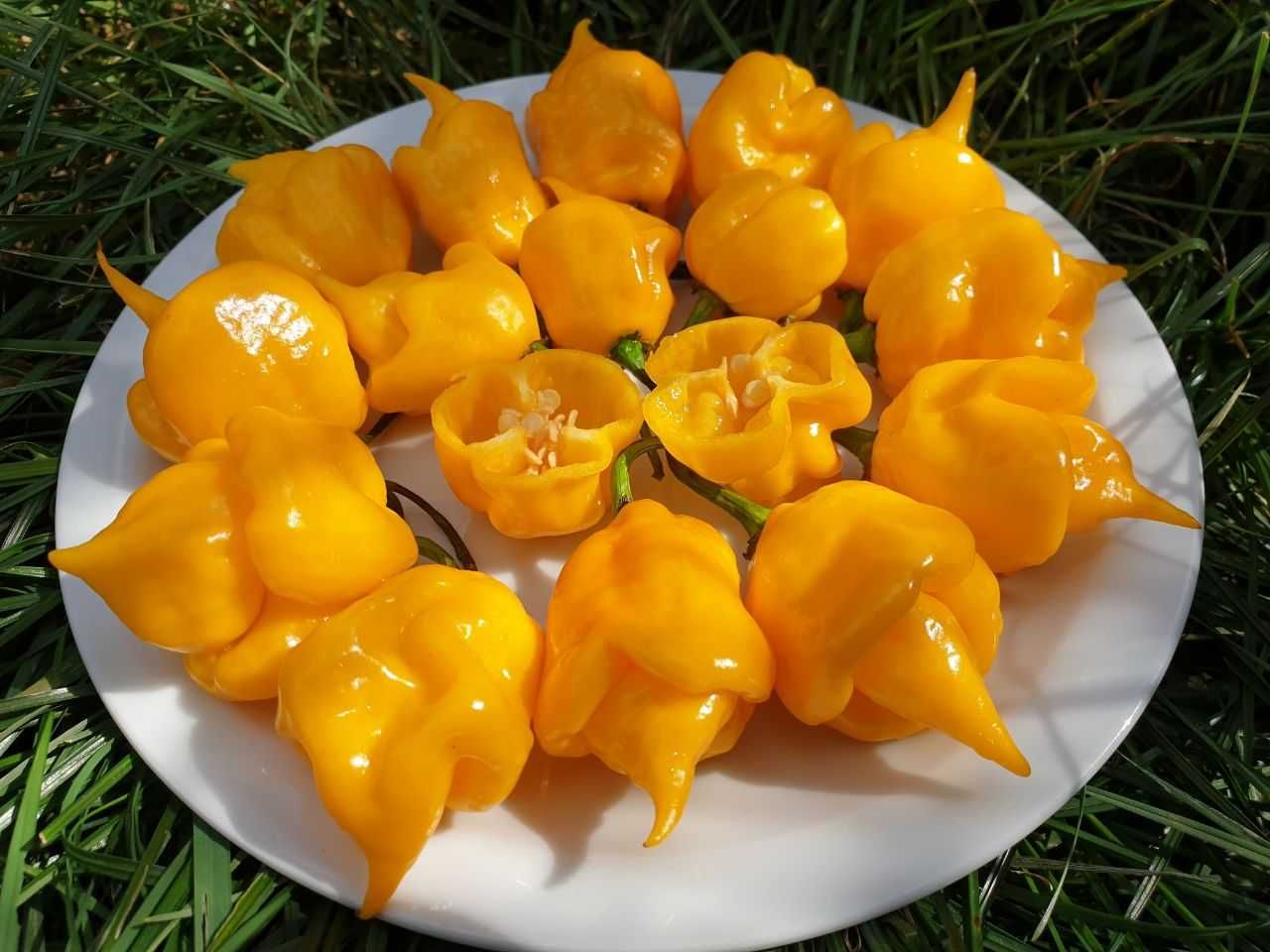 Продам насіння Carolina Reaper Yellow/ Кароліна Ріпер Жовтий