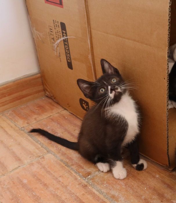 4 Gatinhos à procura de família – Tavira (Algarve)