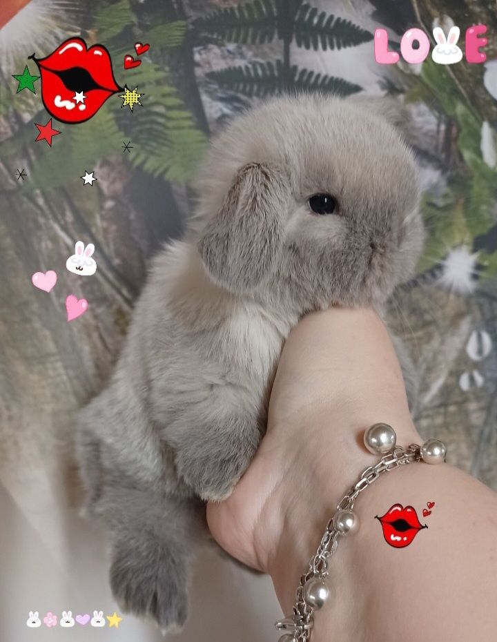 Kroliczki mini lop miniaturka hodowla zarejestrowana
